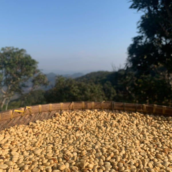 SINGHA " Washed " ( Light Roast คั่วอ่อน )