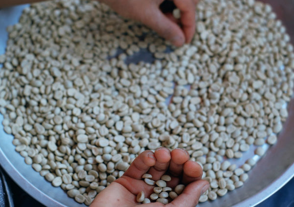 NUMWAN " Natural " ( Light Roast คั่วอ่อน )