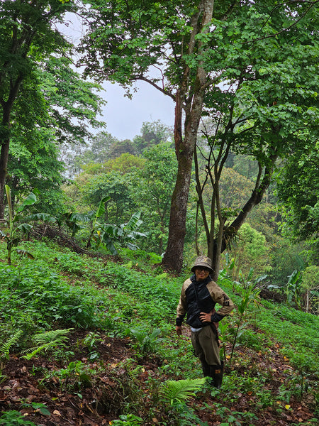 AYA  " Honey " ( Light Roast คั่วอ่อน )
