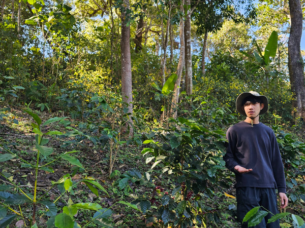 Anun " Washed " ( Light Roast คั่วอ่อน )