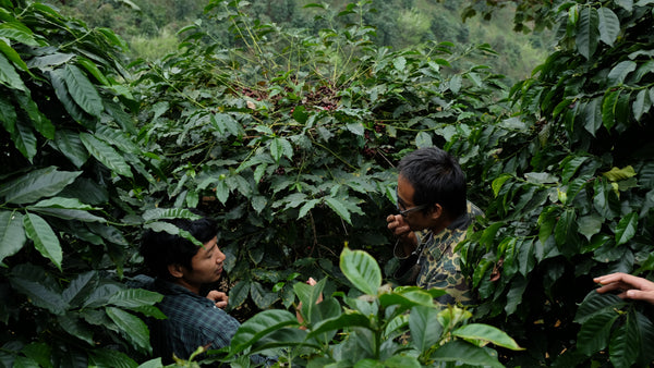 AYO & MIKA " Honey " ( Light Roast คั่วอ่อน)