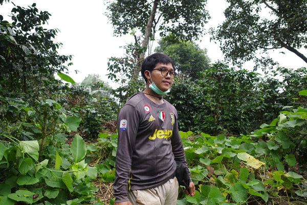 AYA  " Honey " ( Light Roast คั่วอ่อน )