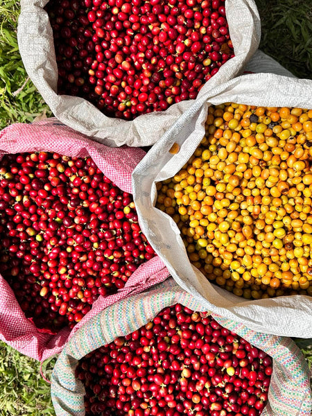 YONGYUTH " Washed "  ( Light Roast คั่วอ่อน )