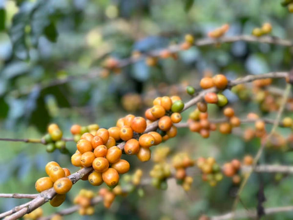 YONGYUTH " Washed "  ( Light Roast คั่วอ่อน )