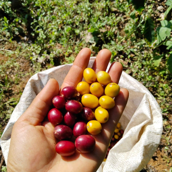 ASOOM " Natural " ( Light Roast คั่วอ่อน )