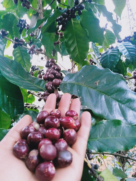 ASOOM " Natural " ( Light Roast คั่วอ่อน )