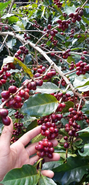 ASOOM " Natural " ( Light Roast คั่วอ่อน )