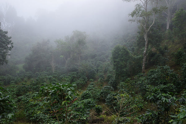 AYA  " Honey " ( Light Roast คั่วอ่อน )