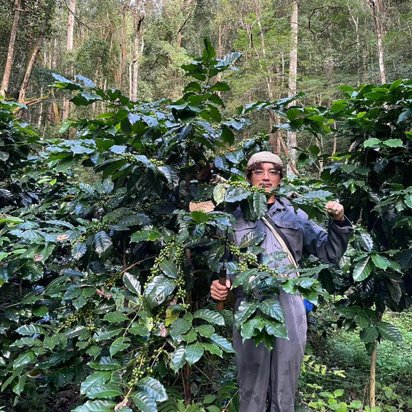 TOKI " Washed "  ( Light Roast คั่วอ่อน )