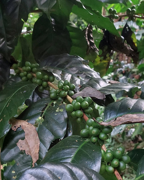 TOKI " Washed "  ( Light Roast คั่วอ่อน )