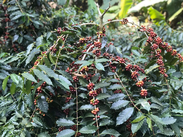 Ray " Natural " ( Light Roast คั่วอ่อน )