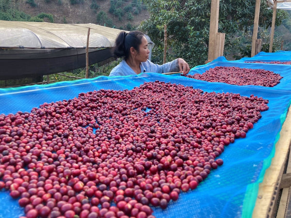 NUMWAN " Natural " ( Light Roast คั่วอ่อน )