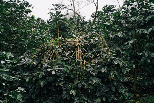 AYA  " Honey " ( Light Roast คั่วอ่อน )