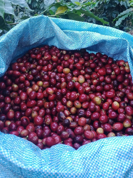 BETU " Washed "  ( Light Roast คั่วอ่อน )
