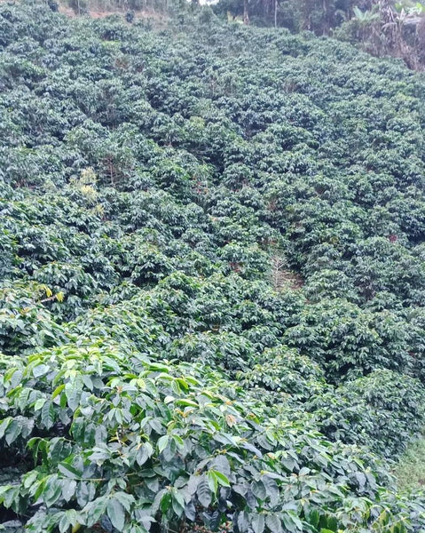 BETU " Washed "  ( Light Roast คั่วอ่อน )