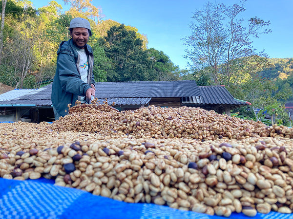 TRAKOOL " Washed " ( Light Roast คั่วอ่อน )