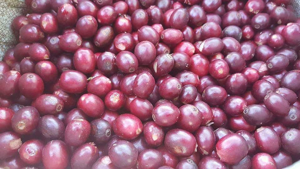 M E E L O R " Washed " ( Light Roast คั่วอ่อน )