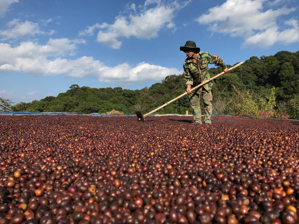 ANUSORN " Natural " ( Light Roast คั่วอ่อน )