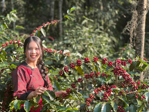 ANCHISA " Washed " ( Light Roast คั่วอ่อน )