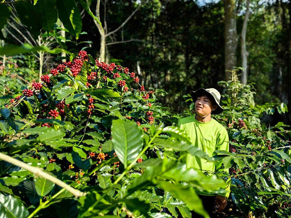 ANCHISA " Washed " ( Light Roast คั่วอ่อน )
