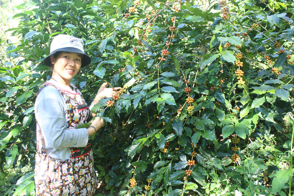ADER PHANOKKOK " Honey " ( Light Roast คั่วอ่อน )