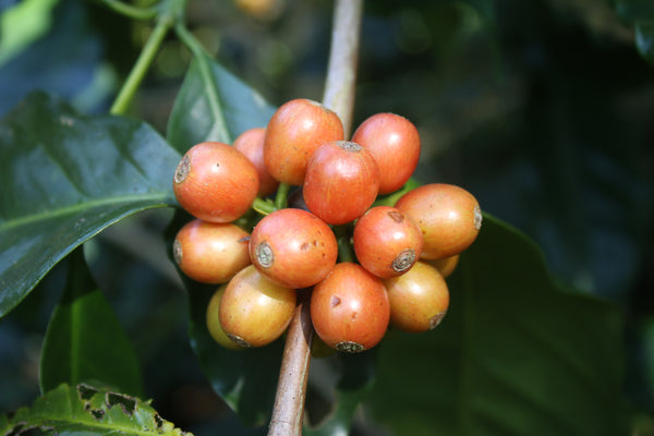 ADER PHANOKKOK " Honey " ( Light Roast คั่วอ่อน )