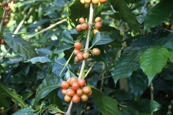 ADER PHANOKKOK " Honey " ( Light Roast คั่วอ่อน )