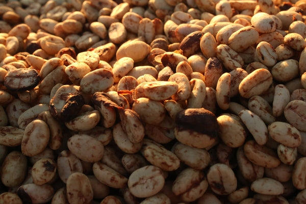 BUKO " Honey " ( Light Roast คั่วอ่อน )