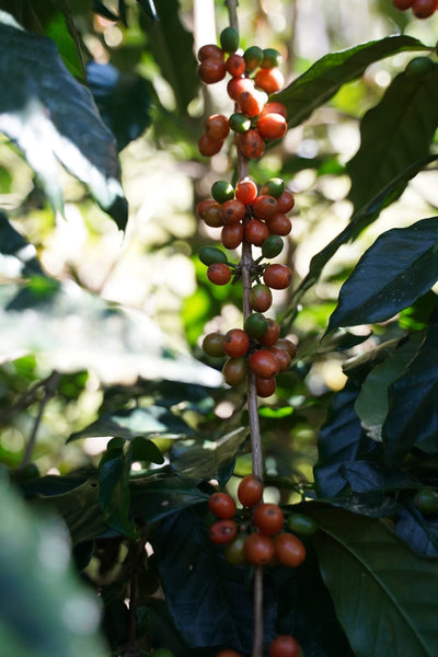 ADER PHANOKKOK " Honey " ( Light Roast คั่วอ่อน )