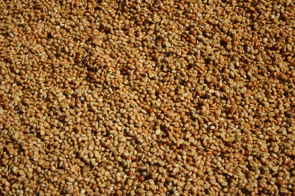 BUKO " Honey " ( Light Roast คั่วอ่อน )