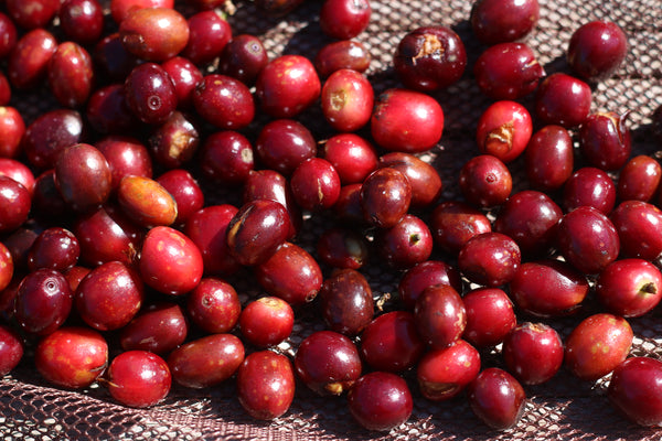 BUKO " Honey " ( Light Roast คั่วอ่อน )