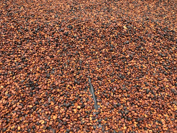 SOMCHAI " Honey " ( Light Roast คั่วอ่อน )
