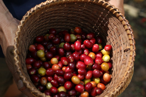 Saenchai Coconut "Natural" ( Light Roast คั่วอ่อน )