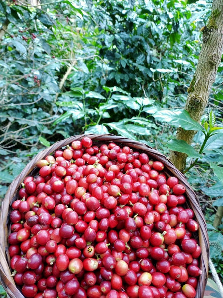 ANUSORN " Natural " ( Light Roast คั่วอ่อน )