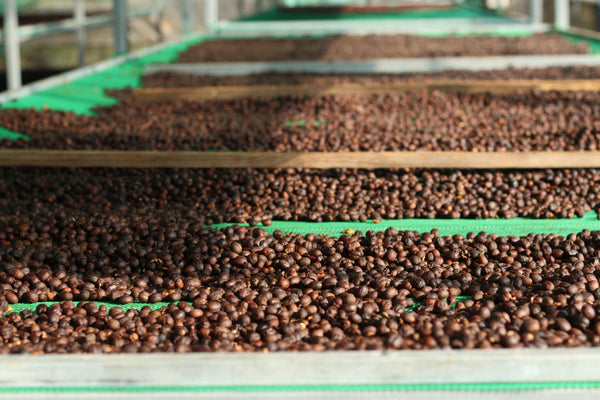 Saenchai Coconut "Natural" ( Light Roast คั่วอ่อน )