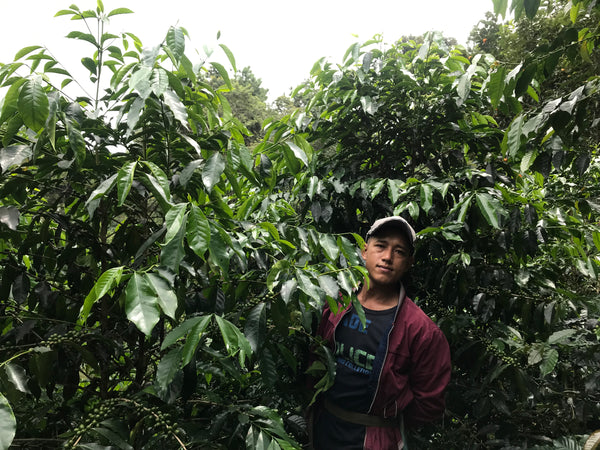 ANUSORN " Washed " ( Light Roast คั่วอ่อน )