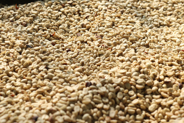 TOKI " Washed "  ( Light Roast คั่วอ่อน )