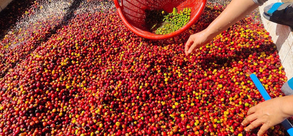 ASOOM " Natural " ( Light Roast คั่วอ่อน )