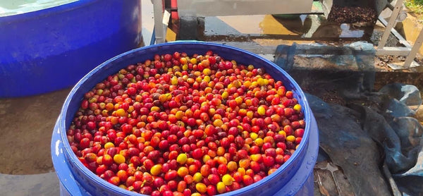 ASOOM " Natural " ( Light Roast คั่วอ่อน )