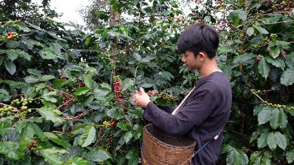 Anun " Washed " ( Light Roast คั่วอ่อน )