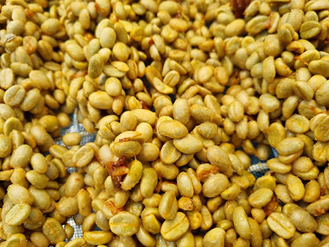 TAR " Honey " ( Light Roast คั่วอ่อน )