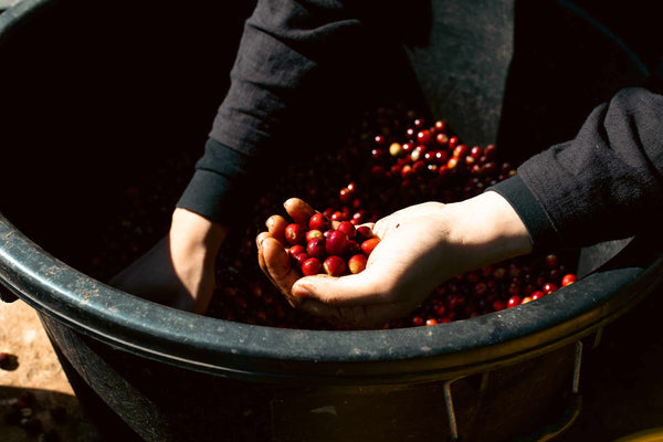 TOKI " Washed "  ( Light Roast คั่วอ่อน )