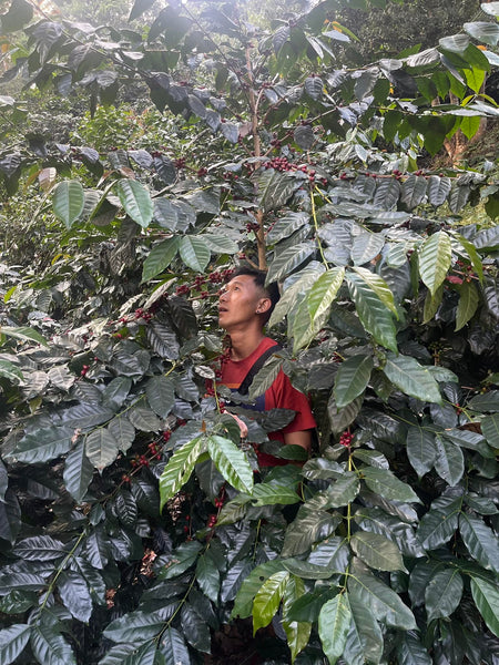 LIGER " Natural " ( Light Roast คั่วอ่อน )