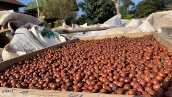 LIGER " Natural " ( Light Roast คั่วอ่อน )