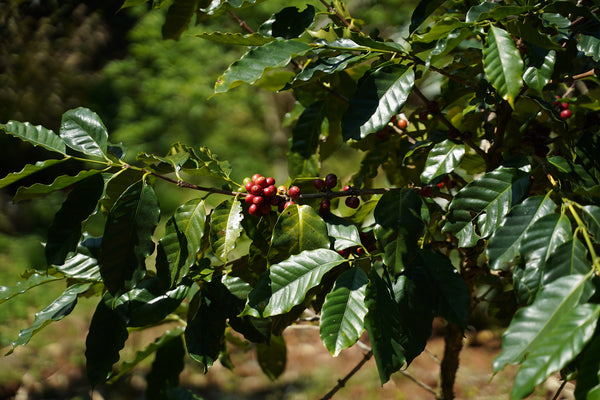 AYO & MIKA " Honey " ( Light Roast คั่วอ่อน)