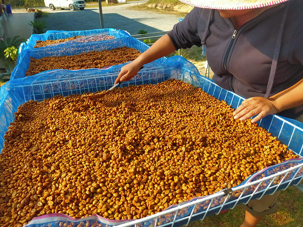 TAR " Honey " ( Light Roast คั่วอ่อน )