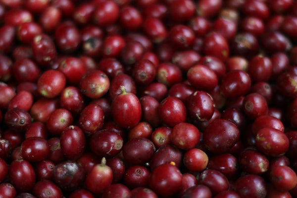 TAR " Honey " ( Light Roast คั่วอ่อน )