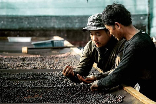 Saenchai "Avocado Natural" ( Light Roast คั่วอ่อน )