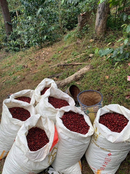 SINGHA " Washed " ( Light Roast คั่วอ่อน )