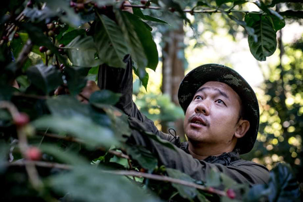 Saenchai "Avocado Natural" ( Light Roast คั่วอ่อน )